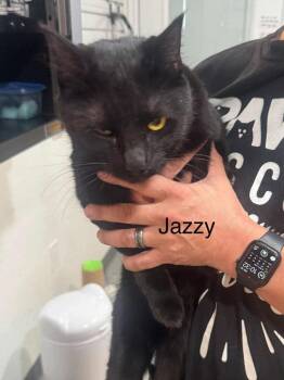 Jazzy -  Domestic Short Hair Cat for Adoption in St. George, Utah - Jazzy | PetCurious
