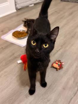 Domestic Short Hair Cats Available for Adoption - *Sangria | PetCurious