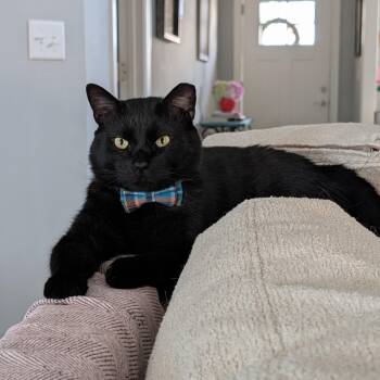 Romeo -  Bombay and Domestic Short Hair Cat for Adoption in Rossville, Georgia - Romeo | PetCurious