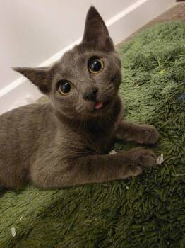 Rika -  Domestic Short Hair Cat for Adoption in Portland, Oregon - Rika | PetCurious