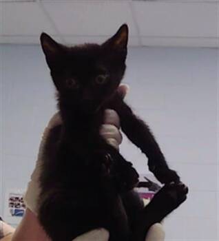 Domestic Short Hair Cats Available for Adoption in Charlotte, North Carolina - A1264758 | PetCurious