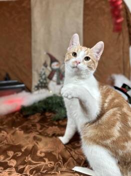 Rescue Domestic Short Hair Cats for Adoption in Rossville, Georgia - Olipop | PetCurious