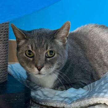 Domestic Short Hair Cats Available for Adoption in Cheyenne, Wyoming - Kody | PetCurious
