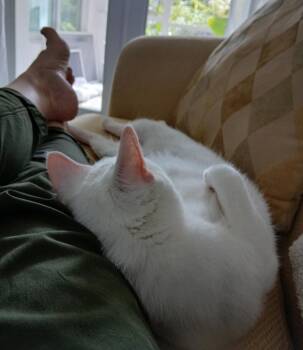 Vivian -  Domestic Short Hair Cat Available for Adoption in West Palm Beach, Florida - Vivian | PetCurious