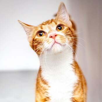 Peanut -  Domestic Short Hair Cat for Adoption in Hattiesburg, Mississippi - Peanut | PetCurious