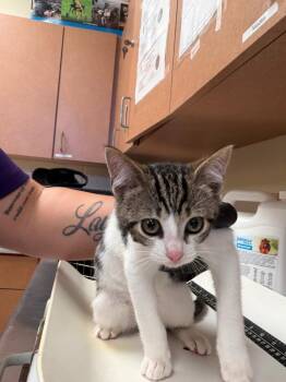 Jade -  Domestic Short Hair Cat for Adoption in Bossier City, Louisiana - Jade | PetCurious