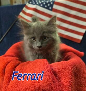 Ferrari -  Domestic Long Hair Cat for Adoption in Port Clinton, Ohio - Ferrari | PetCurious