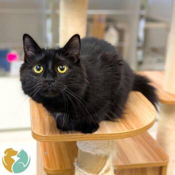 Purrada -  Domestic Medium Hair Cat for Adoption in Toledo, Ohio - Purrada | PetCurious