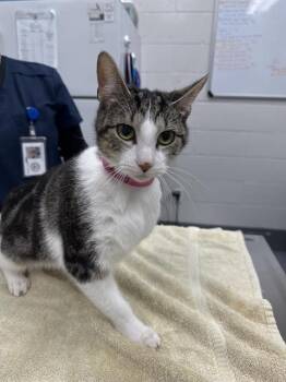 BONEY M -  Domestic Short Hair Cat for Adoption in Peoria, Illinois - BONEY M | PetCurious