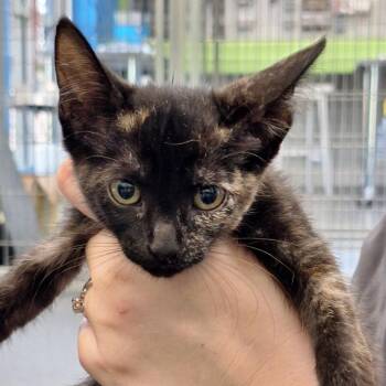Reverie -  Domestic Short Hair Cat for Adoption in Montgomery, Alabama - Reverie | PetCurious