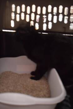 Domestic Short Hair Cats Available for Adoption in Pahrump, Nevada - Ruby | PetCurious