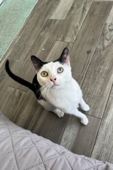Domestic Short Hair Cats Available for Adoption in Homestead, Florida - Sandy Beach And Sea Side Bonded | PetCurious