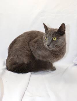 Domestic Short Hair Cats Available for Adoption - A120413 | PetCurious