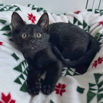 Rescue Domestic Short Hair Cats for Adoption in Orlando, Florida - Beetlejuice | PetCurious