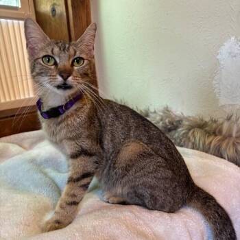 Rhonda Woodville -  Extra Toes Cat Hemingway Polydactyl and Tabby Cat for Adoption in Friendswood, Texas - Rhonda Woodville | PetCurious