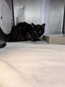 Karma -  Domestic Short Hair Cat for Adoption in El Paso, Texas - Karma | PetCurious