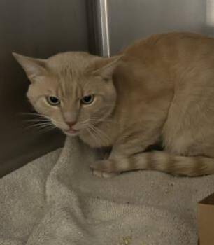 Diet Pepsi -  Domestic Short Hair Cat for Adoption in Roseville, California - Diet Pepsi | PetCurious