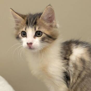Chuck -  Domestic Medium Hair Cat for Adoption in Sonoma, California - Chuck | PetCurious
