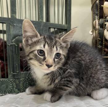 Nickel -  Domestic Short Hair Cat for Adoption in Lawrenceville, Georgia - Nickel | PetCurious
