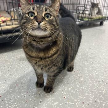 Domestic Short Hair Cats Available for Adoption - Pipsqueak | PetCurious