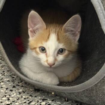 Saba -  Domestic Short Hair Cat for Adoption in Nowata, Oklahoma - Saba | PetCurious
