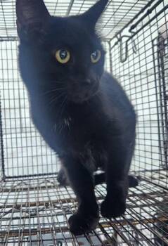 Domestic Short Hair Cats Available for Adoption in Fort Lauderdale, Florida - ROO | PetCurious