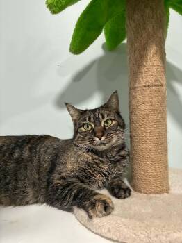 Bea (FIV Positive) -  Domestic Short Hair Cat for Adoption in Millington, Tennessee - Bea (FIV Positive) | PetCurious