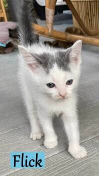 Rescue Domestic Short Hair Cats for Adoption - Flick | PetCurious