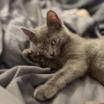 Daisy -  Russian Blue and Domestic Short Hair Cat for Adoption in Tustin, California - Daisy | PetCurious