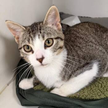 Bo -  Domestic Short Hair Cat for Adoption in Stillwater, Oklahoma - Bo | PetCurious