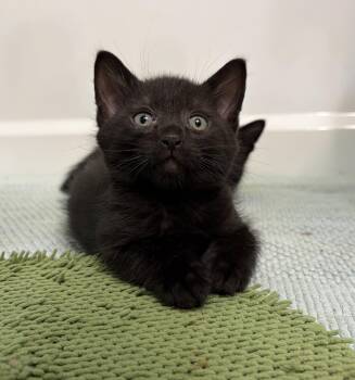 LARK -  Domestic Short Hair Cat Available for Adoption in Elgin, Illinois - LARK | PetCurious