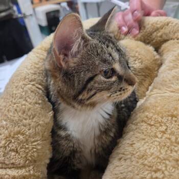 Dilly Dally -  Domestic Short Hair Cat for Adoption in Charlottesville, Virginia - Dilly Dally | PetCurious
