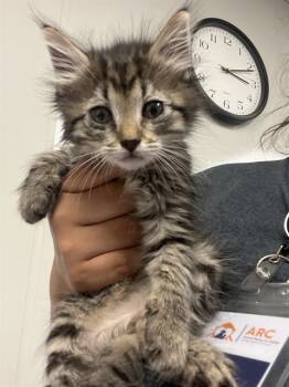Rescue Domestic Long Hair Cats for Adoption in Ontario, California - CUPCAKE- IN FOSTER | PetCurious