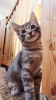 Rescue American Shorthair Cats for Adoption in Grand Rapids, Michigan - Prince- Kitten | PetCurious