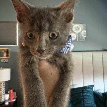 Russian Blue and Domestic Short Hair Cats Available for Adoption in San Tan Valley, Arizona - Bleu | PetCurious