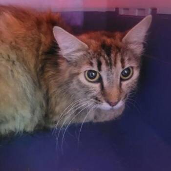 Domestic Long Hair and Domestic Short Hair Cats Available for Adoption in Memphis, Tennessee - Twin | PetCurious