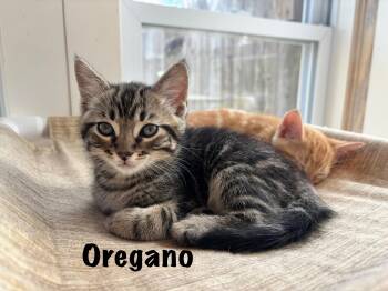 Oregano -  Domestic Short Hair Cat Available for Adoption in Oak Bluffs, Massachusetts - Oregano | PetCurious