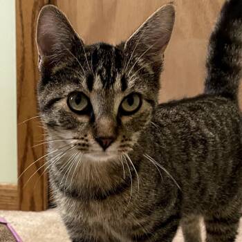 Rescue American Shorthair Cats for Adoption in Rochester, Minnesota - Rye | PetCurious
