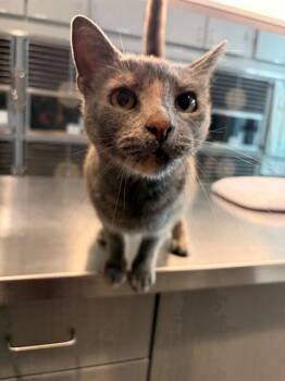 ELIZABETH -  Domestic Short Hair Cat for Adoption in Leesburg, Virginia - ELIZABETH | PetCurious