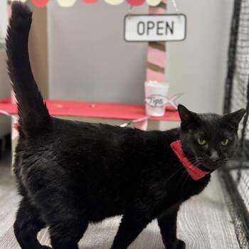 Spider -  Domestic Short Hair Cat for Adoption in Alexandria, Virginia - Spider | PetCurious