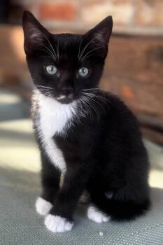 Rescue Domestic Short Hair Cats for Adoption in Rockwall, Texas - Casper-In Foster | PetCurious