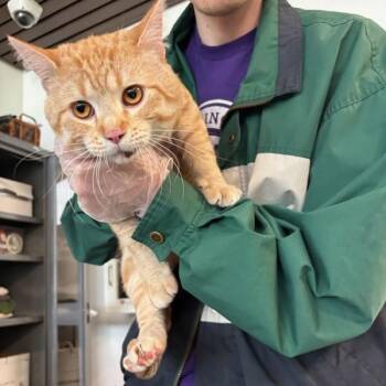 Valen -  Domestic Short Hair Cat for Adoption in Des Moines, Iowa - Valen | PetCurious