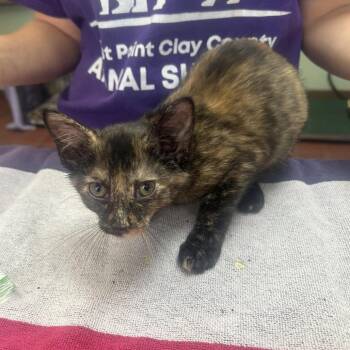 Minnie -  Domestic Short Hair Cat for Adoption in West Point, Mississippi - Minnie | PetCurious