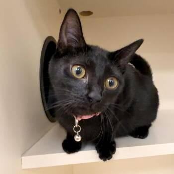 Sabrina -  Domestic Short Hair Cat for Adoption - Sabrina | PetCurious