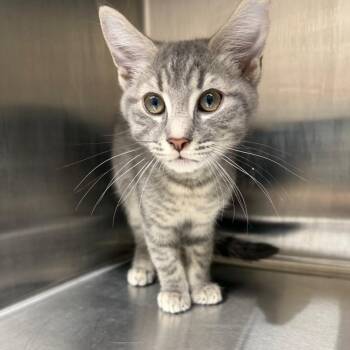 Goose -  Domestic Short Hair Cat for Adoption in Morganton, North Carolina - Goose | PetCurious