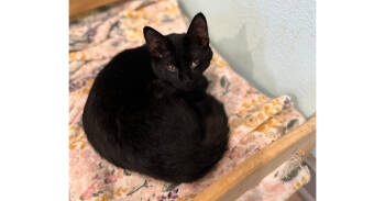 Rescue Domestic Short Hair Cats for Adoption in New Cumberland, West Virginia - Bear | PetCurious