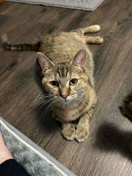 Aretha (Bonded w/Birdie) -  Domestic Short Hair Cat for Adoption in Detroit Lakes, Minnesota - Aretha (Bonded W/Birdie) | PetCurious