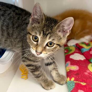 Poindexter -  Domestic Short Hair Cat for Adoption in Monroe, Michigan - Poindexter | PetCurious