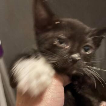 Teddy Shaw -  Domestic Short Hair Cat for Adoption in Eagle Mountain, Utah - Teddy Shaw | PetCurious