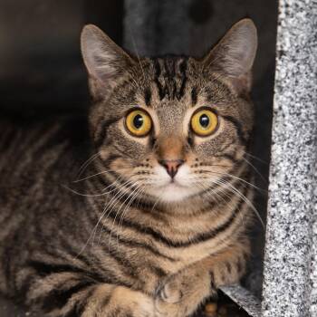 Domestic Short Hair Cats Available for Adoption in Salt Lake City, Utah - Trambamboline | PetCurious